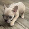 French female bulldog puppy