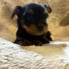 Yorkie Females