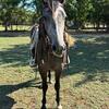 Mare for sale 