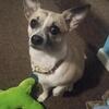 Loving Chihuahua