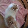 ROCKY -- SHOW POTENTIAL RED AND WHITE BOY BORN 04/14/2026