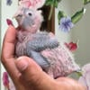 Blue crown conure babies