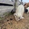 Kunekune Gilt