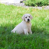 Labrador Puppy - Vidia