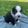 Miniature Australian Shepherd puppies