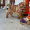 Mini Chinese Shar peis, wrinkles on wrinkles