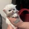 Male white Persian