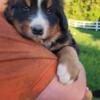 Bernese Mountain Dog Puppies