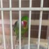 Alexandrine Ringneck