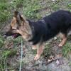 Female German Shepherd