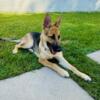 Female German Shepherd - 6 months old