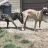 Akc Large Bone Cane Corso puppies females