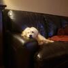Mini Golden Doodle STUD SERVICE