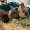 Lionhead babies ready for homes 