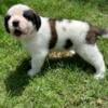 AKC Saint Bernard Male Puppy