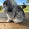 Proven chinchilla holland lop doe