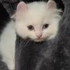 Linc - American Curl boy
