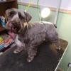 Expecting August 9: AKC Miniature Schnauzer Puppies