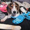 Male Beagle Puppy