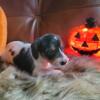 Piebald Mini Female Doxie