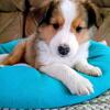 Shetland Sheepdog