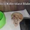 Calico Killerblast BP