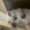 Ragdoll/Siamese kittens for sale