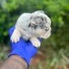 Beautiful High Quality AKC French Bulldog Puppies