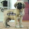 Awesome Kangal Puppy!
