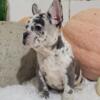 Belle AKC French Bulldog