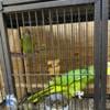 Blue fronted Amazon parrots