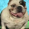Micro American bully female 2.5 years wave daughter