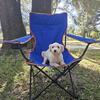 Adult Maltese looking for forever home