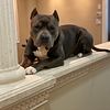 American bully ready for stud