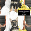 German Shepherd sisters ready !!