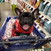 French bulldog