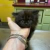 CFA Registered Black Smoke Doll Face Male Persian