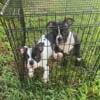 ExOtIC BuLLy MALE AND FEMALE READY TO GO