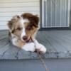 Stud-Red Merle Australian Shepherd