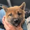 Shiba Inu Puppies For Sale