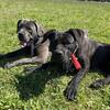 Cane corso puppies