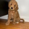 MINI GOLDEN DOODLE 