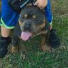 Pocket bully