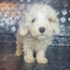 AKC toy poodle puppies