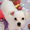 Tater the puppy