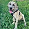 AKC GREAT DANE ~ Full euro