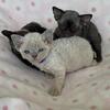 Devon Rex Kitten in Florida