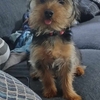 Ckc Yorkie