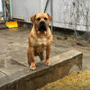 Boarboel pups available 