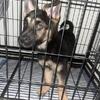 Little 2 month old puppy looking for a home low fee of 300